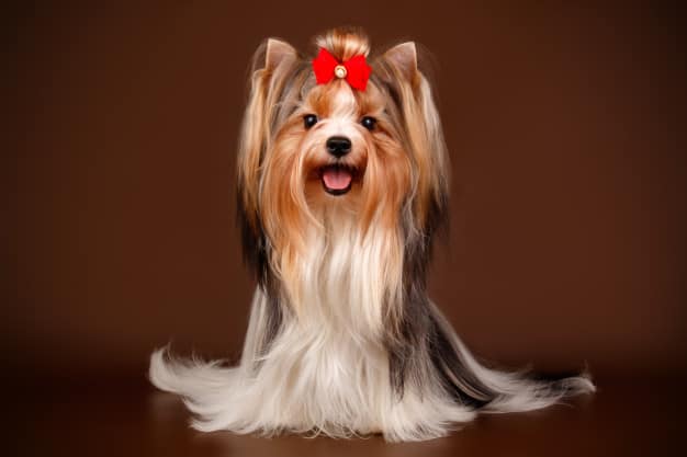 Biewer Terrier