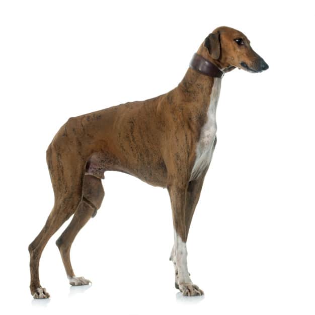 brown azawakh hound 87557 7388