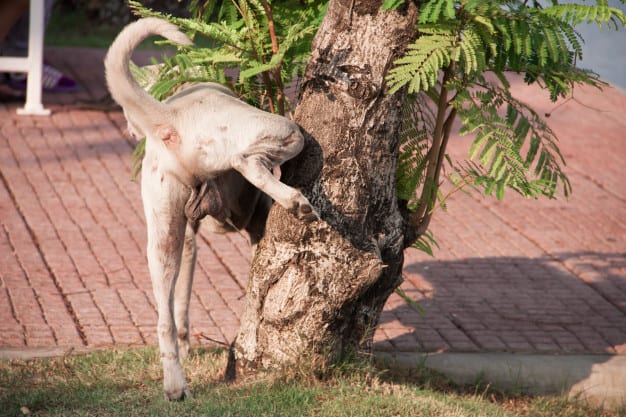 cachorro marcando território