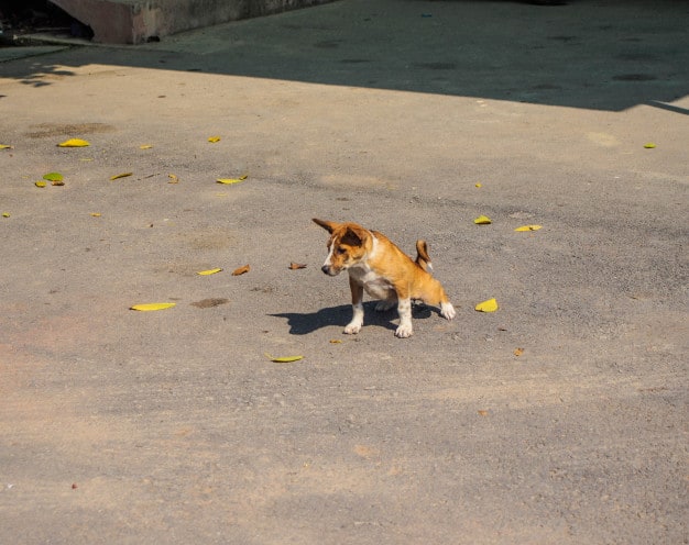 cão fazendo xixi