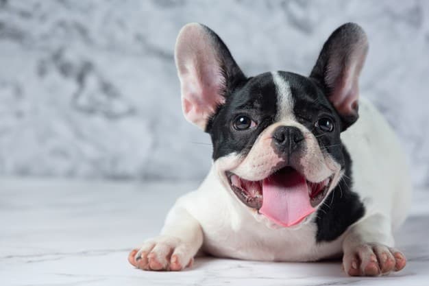 cachorro que não cresce 3