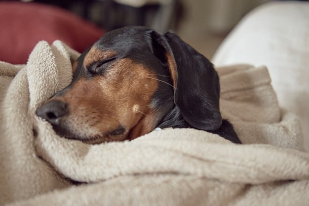 cachorro vomitando após a castração