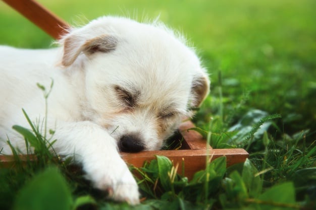 cachorro vomitando após a castração