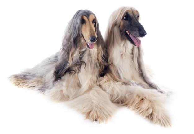 afghan hound