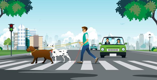 como é o treinamento de um cão-guia