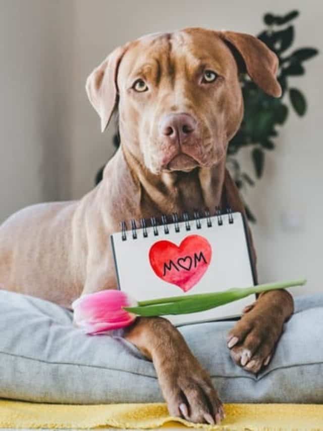 cadela no cio não para de chorar