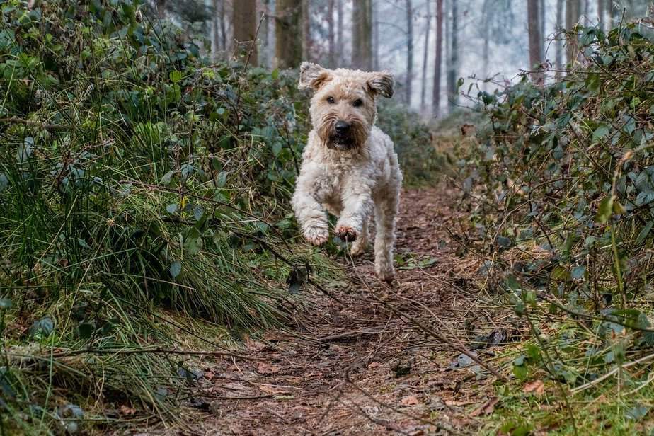 Soft Coated Wheaten Terrier: Saiba tudo sobre a raça! 3 Soft Coated Wheaten Terrier