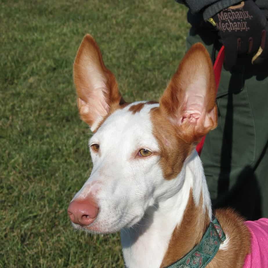 ibizan hound 2834450 1280