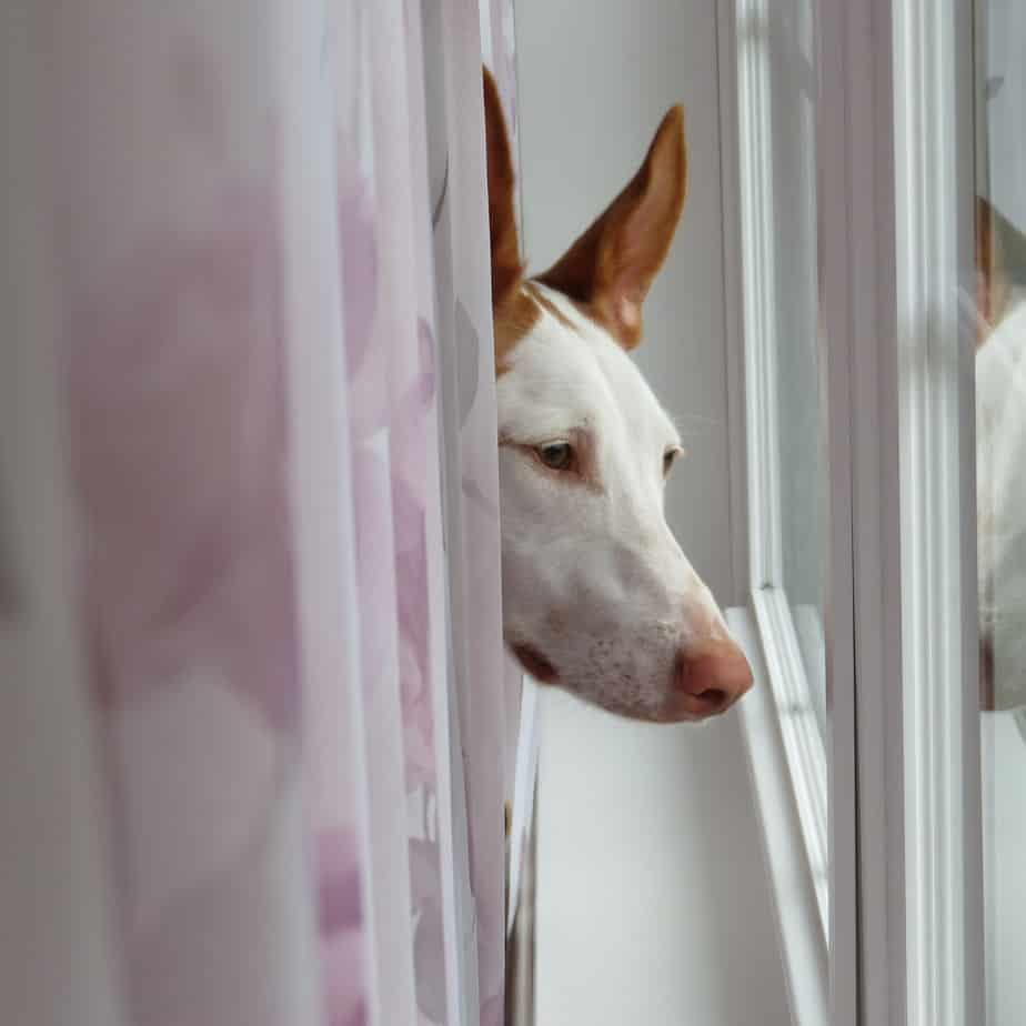 ibizan hound 2834452 1280