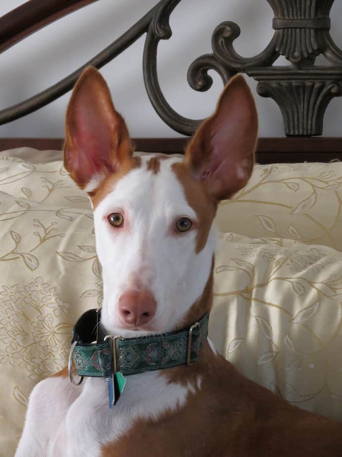 cães com focinho comprido