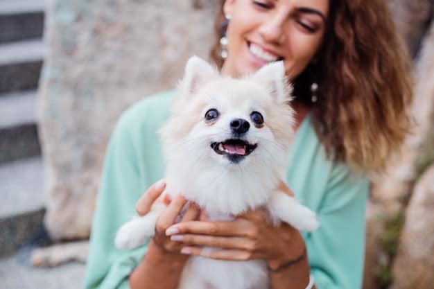Spitz alemão branco