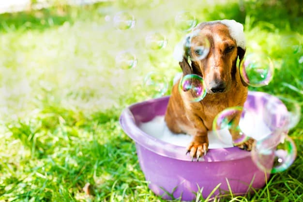 óleo do extrato vegetal de Neem para cachorro