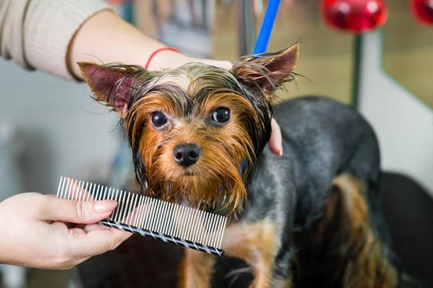 óleo do extrato vegetal de Neem para cachorro