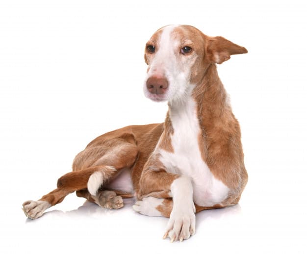 ibizan hound