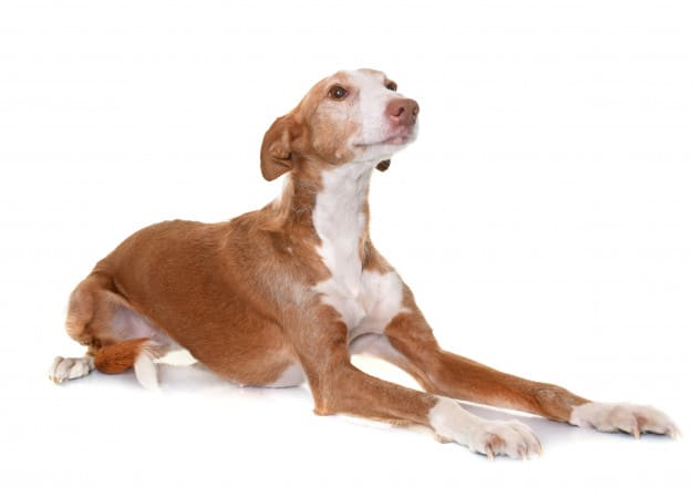 ibizan hound