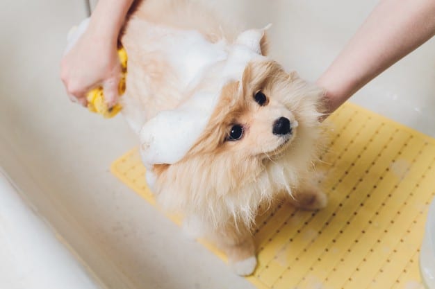 própolis para pets 