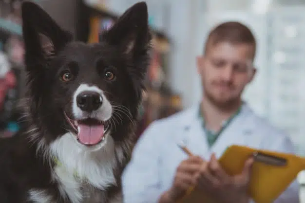 transfusões de sangue em cães
