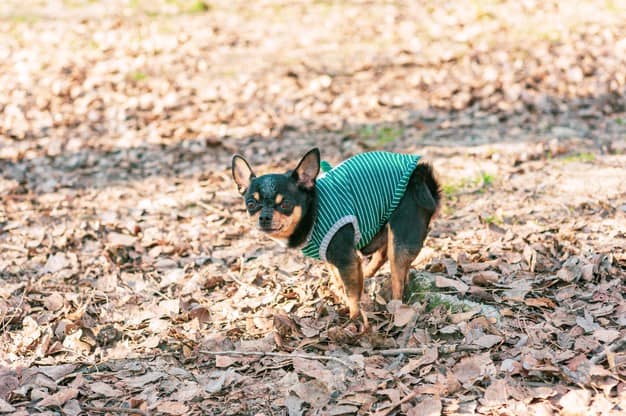 recolher fezes do cachorro