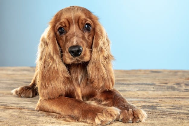 Cachorro soltando muito pelo