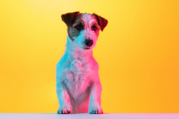 Cachorro soltando muito pelo
