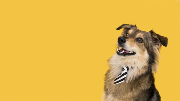 cão de gravata