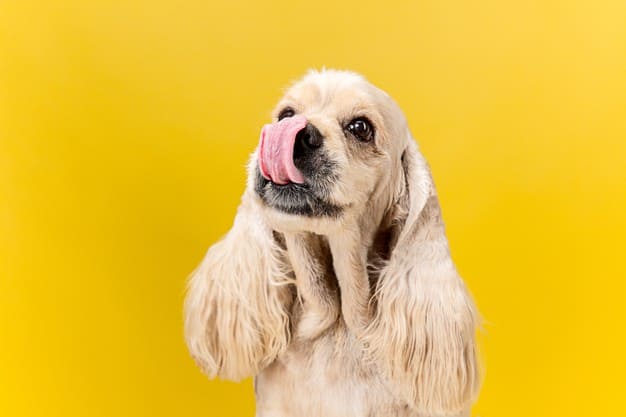 Nomes para cachorro fêmea