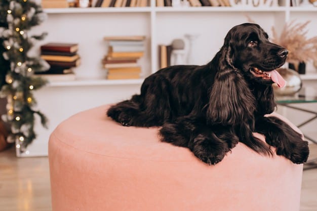 Nomes para cachorro fêmea