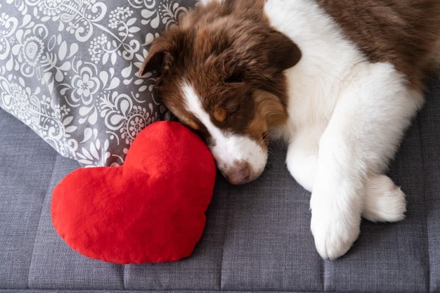 Nomes para cachorro fêmea