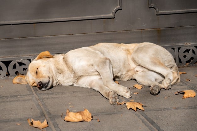 cachorro comunitário