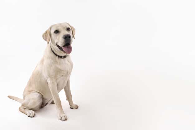 cachorro lambendo o pé do tutor
