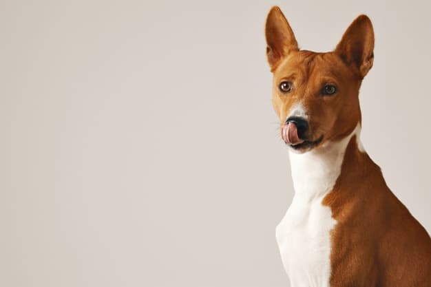 cachorro lambendo o pé do tutor