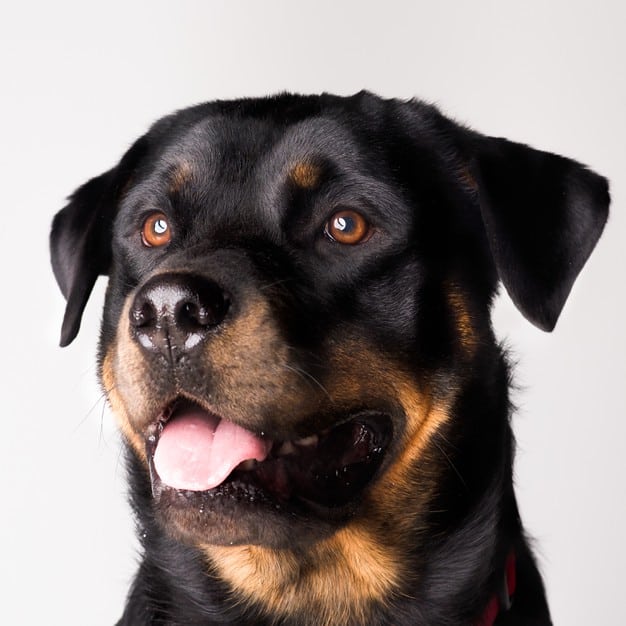 cachorro lambendo o pé do tutor