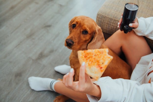 cachorro pode comer pizza