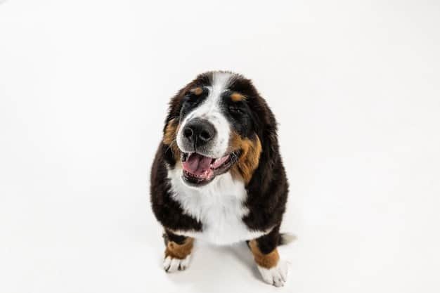 cachorro terapeuta