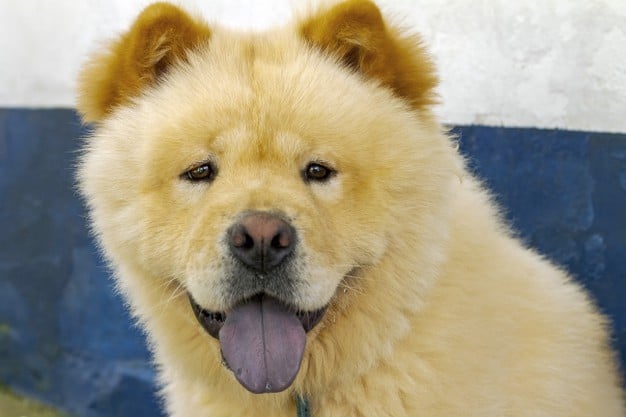 chow chow