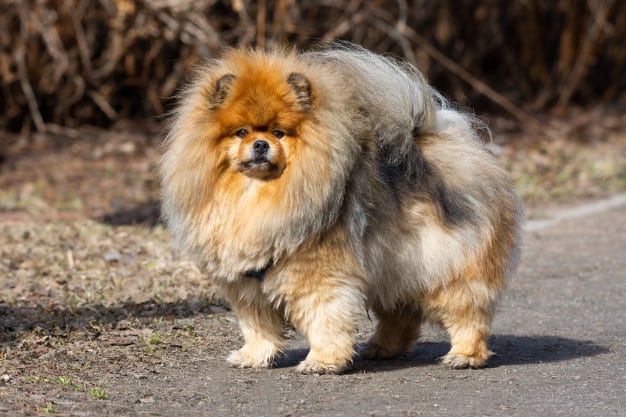 chow chow
