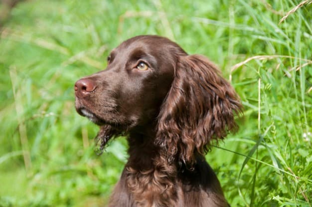 O cachorro estraga o jardim? 6 dicas para corrigir o problema 1 cachorro no jardim