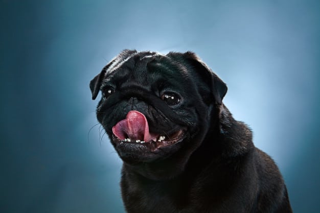 Pug preto