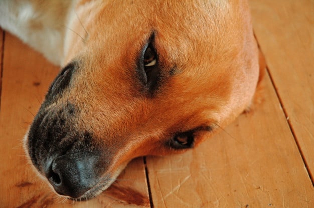 cachorro dormindo com olhos abertos