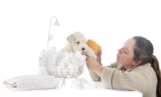 cãozinho tomando banho