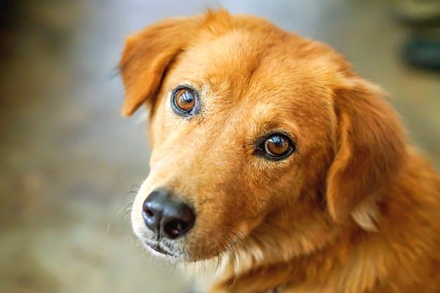 ataques de pânico em cães