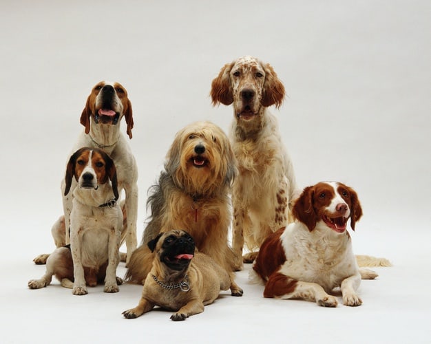 cães juntos