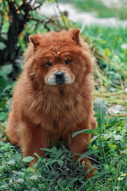 chow chow