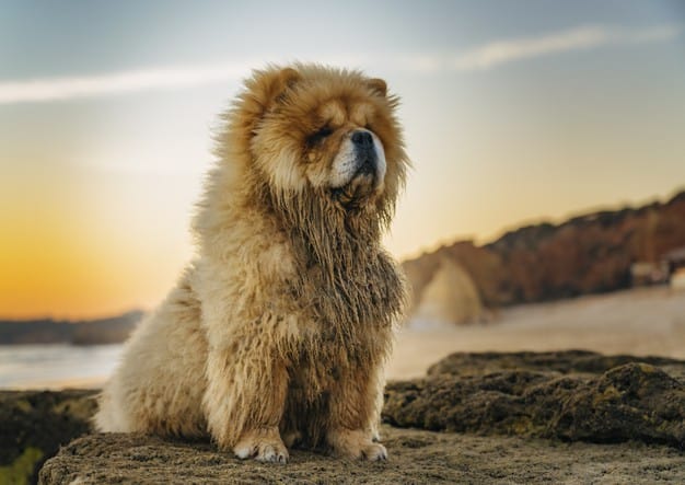 Tipos de chow chow quais existem? 1 chow chow