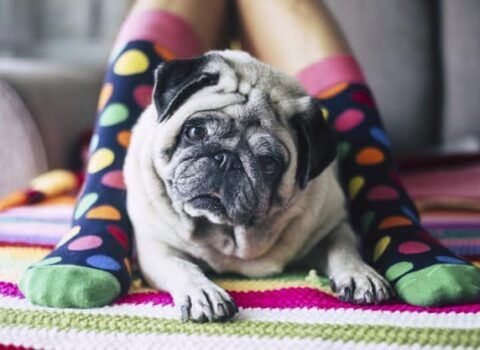 pug preto