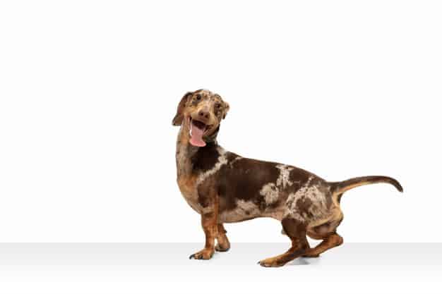 cachorro feliz caminhando