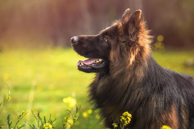 cachorro no jardim