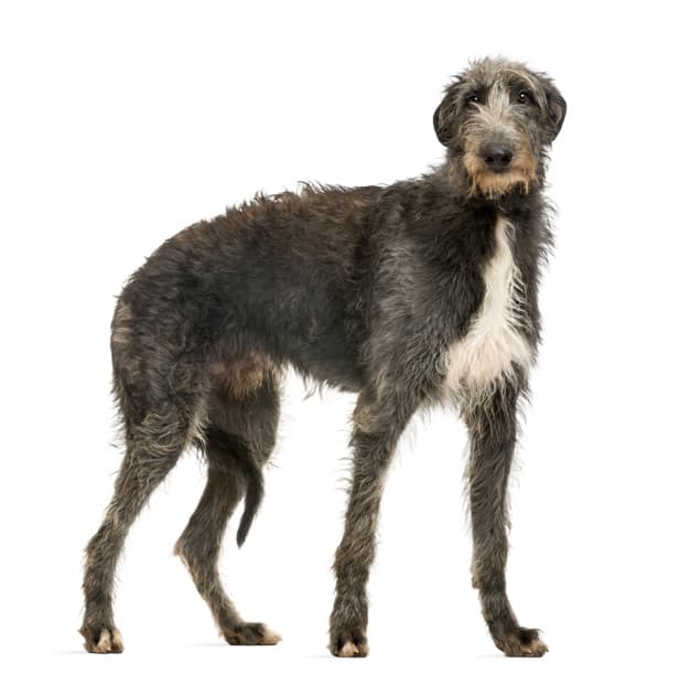 scottish deerhound looking camera isolated white 191971 6529