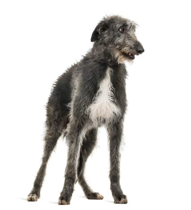 scottish deerhound looking right isolated white 191971 6531