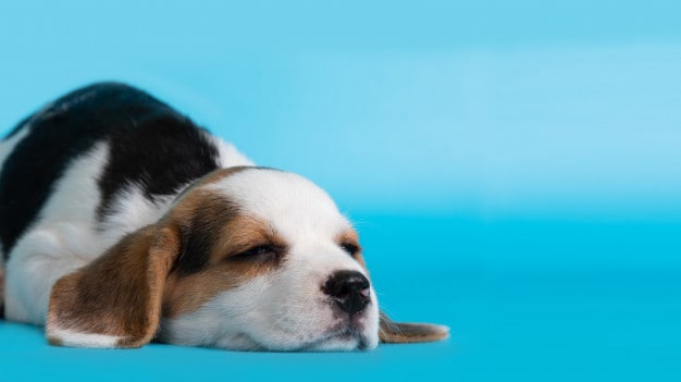 cachorro dormindo com olhos abertos